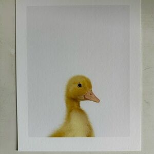 The Animal Print Shop Duckling Little Darling Art Print